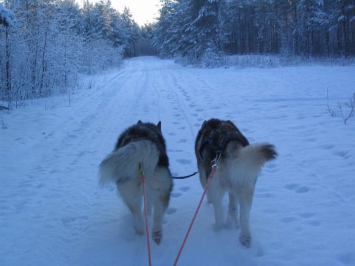 Awa ja Apollo 23.1.08 012.jpg - Awa ja Apollo 23.1.08 / Awa and Apollo working 23.1.08